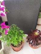 泡沫玻璃保溫板——中韓生態科技小鎮項目